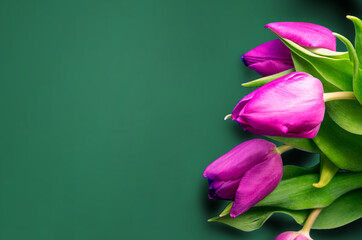 Fresh flower composition, bouquet of bi color tulips