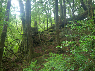Giant old Yakusugi cedar tree on the hillside with moss covered stones in mystical green Yakushima forest