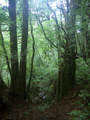 Hiking trail between two Giant old Yakusugi cedar moss covered trees in mystical green Yakushima forest
