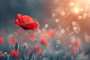 A red poppy flower is the main focus of the image.