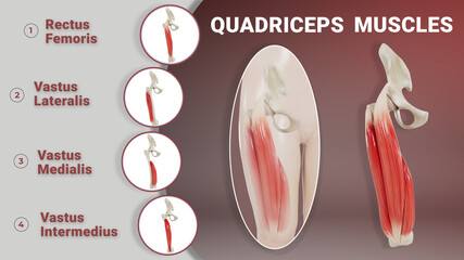 Quadriceps Muscles