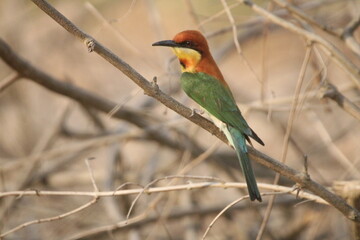Bee Eater Chestnut headed