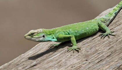 A Lizard With Its Skin Transitioning Between Shade  2 - obrazy, fototapety, plakaty