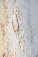 Eucalyptus tree bark texture, Bark of eucalyptus tree, seamless texture, a eucalyptus tree bark texture background image
