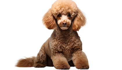 Studio portrait of adorable young brown poodle sitting, isolated on transparent background
