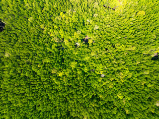 Top view mangrove forest nature background