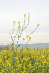 Mustard flower field is full blooming, yellow mustard field landscape industry of agriculture, mustard flowers closeup photo
