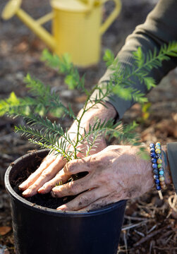 Hands holding a redwood tree sapling ready to be planted