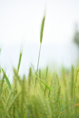 Green wheat field close up image, Green Wheat whistle, Wheat bran fields, agriculture, wheat field Pakistan, closeup of green cereal field