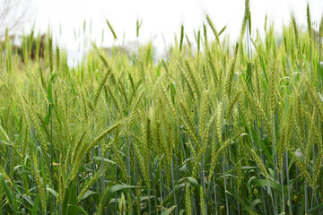 Obraz premium Green wheat field close up image, Green Wheat whistle, Wheat bran fields, agriculture, wheat field Pakistan, closeup of green cereal field