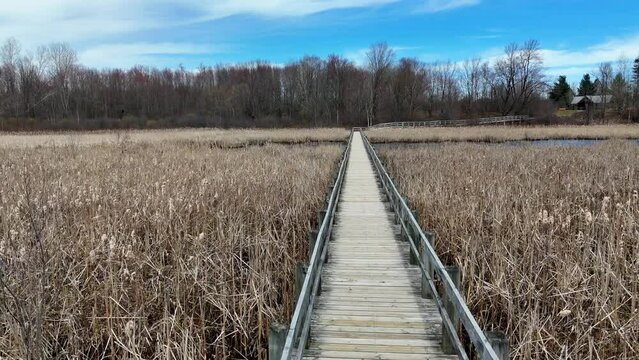 Famous Park near Ottawa called Mer Bleue Bog with swamps and muddy areas beautiful nature of Canada - travel photography by drone