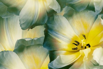 Floral background. Tulip close up. Nature.