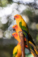 red and yellow sun conure