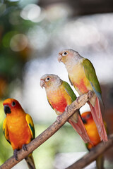 pair of parrots ,green cheek conure