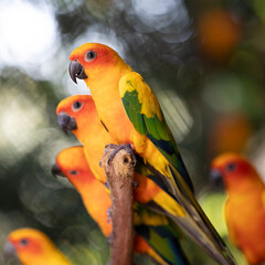 parrot on a branch ,red and yellow sun conure
