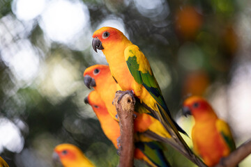 parrot on a branch ,red and yellow sun conure