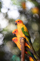 parrot on a tree ,red and yellow sun conure