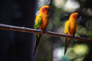 two parrots on a branch,red and yellow sun conure