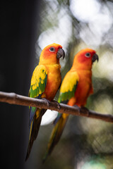 two parrots on a branch,red and yellow sun conure