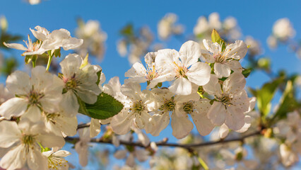 A blooming cherry branch on a blue sky background.