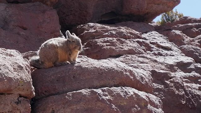 Adorable fuzzy Viscacha desert rabbit on rocks looks toward camera