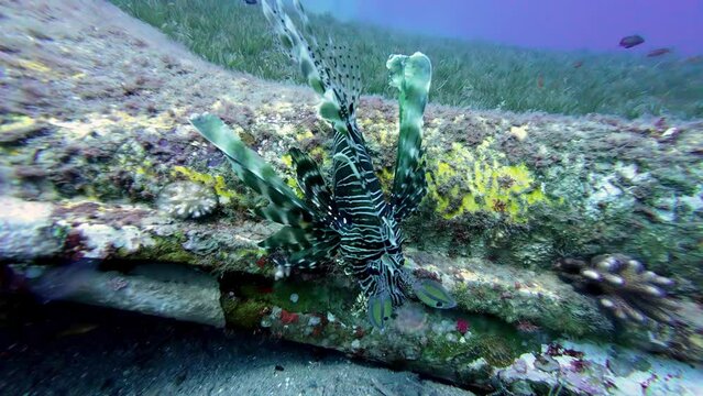 Common Lionfish On Red Sea Bottom In Dahab, Egypt. underwater
