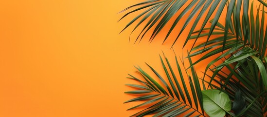 Tropical palm tree leaf against a vibrant orange backdrop, with room for text.