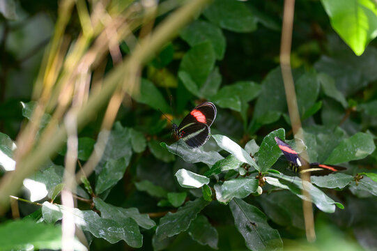 A Pink Cattleheart Butterfly at a Botanical Gardens Exhibit in Grand Rapids, Michigan.