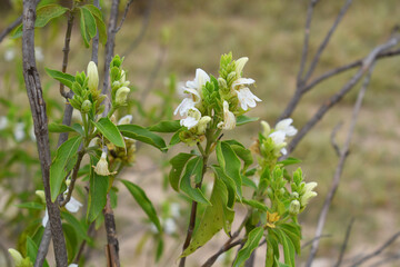 A green Plant of Justicia adhatoda vasica or malabar nut plant in selective focus and background blur, the white Justicia adhatoda blossom in spring, Chakwal, Punjab, Pakistan