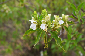A green Plant of Justicia adhatoda vasica or malabar nut plant in selective focus and background blur, the white Justicia adhatoda blossom in spring, Chakwal, Punjab, Pakistan