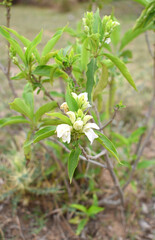 A green Plant of Justicia adhatoda vasica or malabar nut plant in selective focus and background blur, the white Justicia adhatoda blossom in spring, Chakwal, Punjab, Pakistan