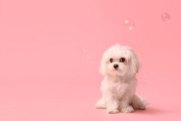 Cute Maltese dog with soap bubbles on pink background