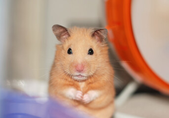 Syrian hamster stares at the camera