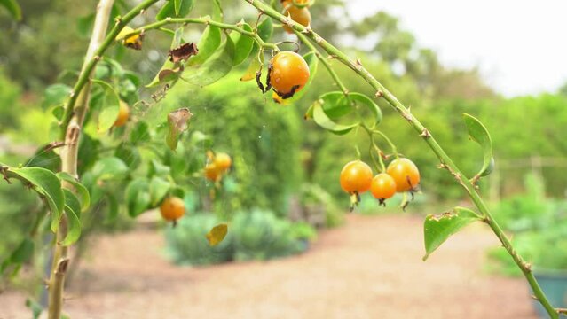 Great low angle shot of barbados gooseberry hanging on vine ripe and ready for harvest tropical fruit botanical garden