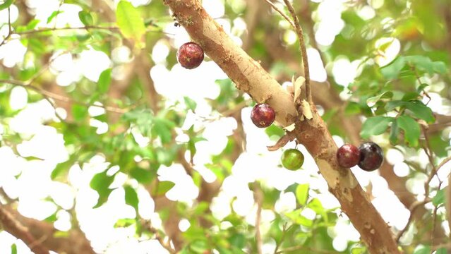 Great shot of purple a Jaboticaba young tree with flowers starting to bloom in season fruit Plinian grapelike