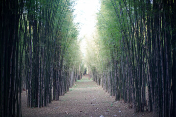 the atmosphere line of the bamboo in the nature with dramatic tone