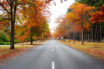 Autumn trees in a park on a cloudy day at Honour Avenue in Mount Macedon