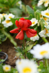 Beautiful red ranunculus flower growing in an outdoor flower garden. ranunculus flower closeup, red blooming flower