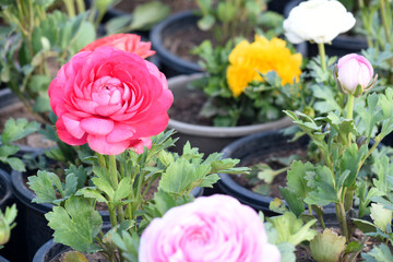 Beautiful pink ranunculus flower growing in an outdoor flower garden. ranunculus flower closeup, pink blooming flower