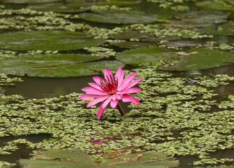 Pink water lily close up in bloom