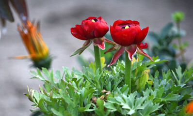 Beautiful red ranunculus flower growing in an outdoor flower garden. ranunculus flower closeup, red...