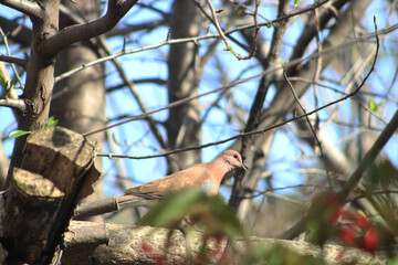 The laughing dove (Spilopelia senegalensis) a small pigeon in garden.