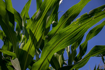 the beauty of the texture of corn leaves illuminated by the sun in the afternoon. fields in the hills planted with corn with the afternoon wind blowing.