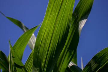 the beauty of the texture of corn leaves illuminated by the sun in the afternoon. fields in the hills planted with corn with the afternoon wind blowing.