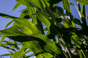 the beauty of the texture of corn leaves illuminated by the sun in the afternoon. fields in the hills planted with corn with the afternoon wind blowing.