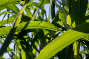 the beauty of the texture of corn leaves illuminated by the sun in the afternoon. fields in the hills planted with corn with the afternoon wind blowing.