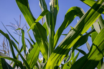 the beauty of the texture of corn leaves illuminated by the sun in the afternoon. fields in the hills planted with corn with the afternoon wind blowing.