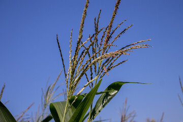 the beauty of the texture of corn leaves illuminated by the sun in the afternoon. fields in the hills planted with corn with the afternoon wind blowing.