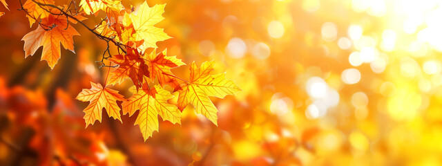 Naklejka na ściany i meble Autumn background with blurred golden maple leaves on a tree branch in sunlight, closeup. Perfect for seasonal designs