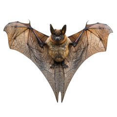 A bat is flying with its wings spread out